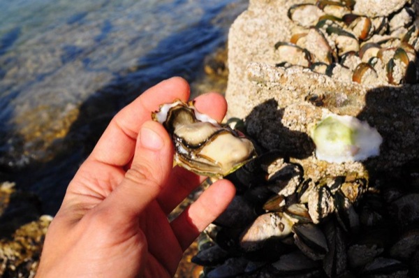 Oysters off the Beach